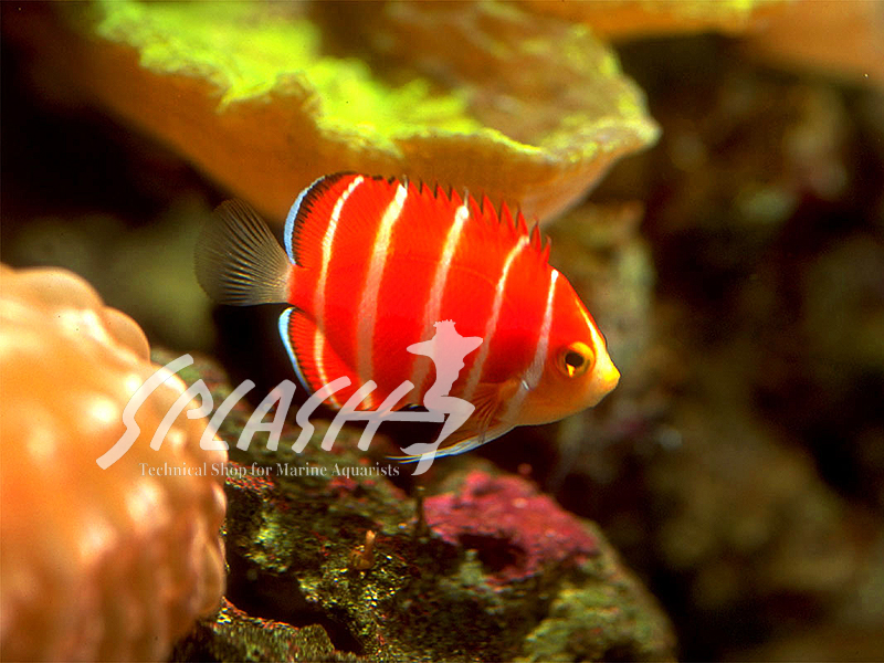 ペパーミントエンゼル