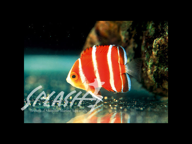 ペパーミントエンゼル