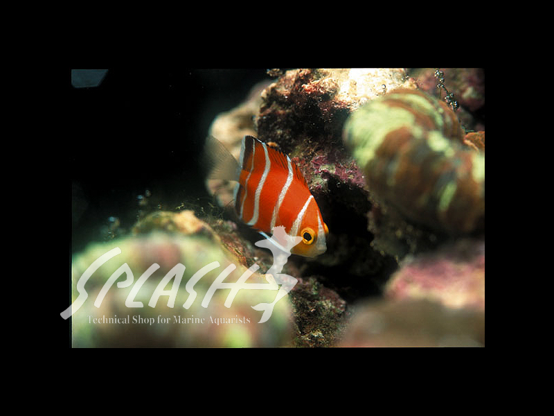 ペパーミントエンゼル