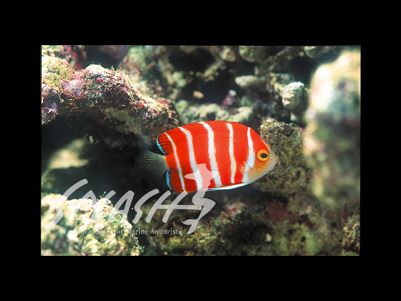 ペパーミントエンゼル