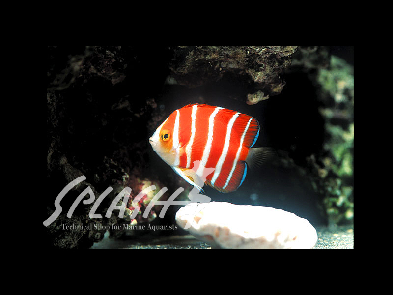 ペパーミントエンゼル