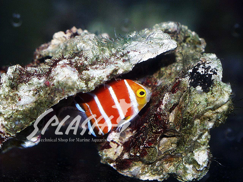 ペパーミントエンゼル