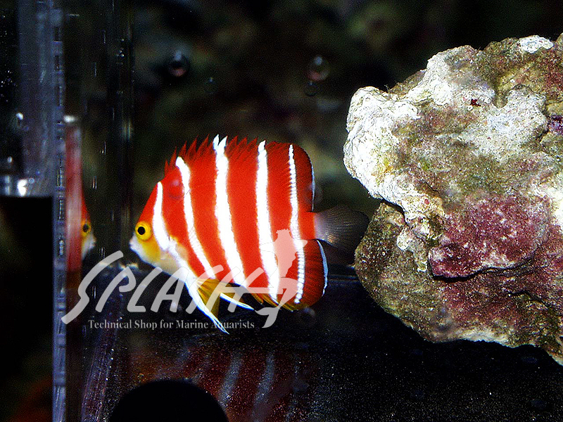 ペパーミントエンゼル