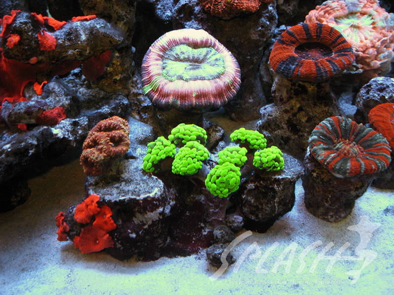 大久保様　2013年　オーバーフロー水槽