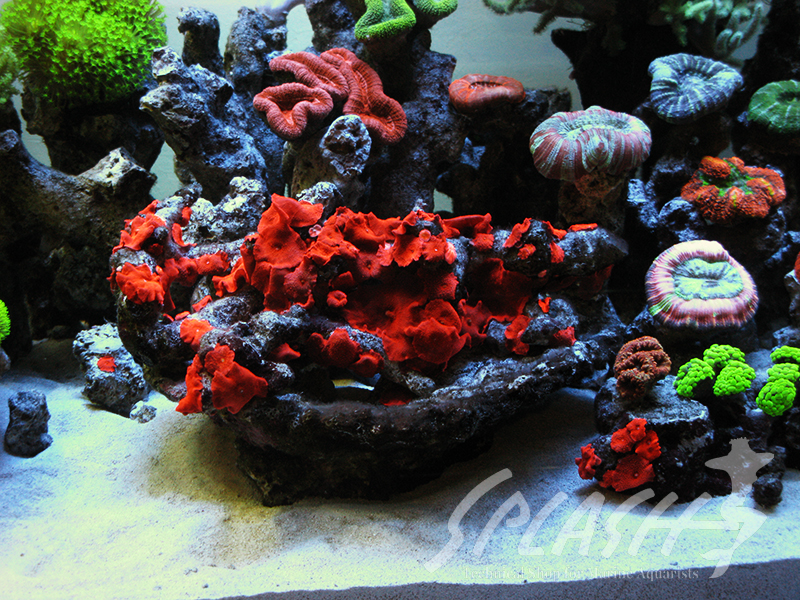 大久保様　2013年　オーバーフロー水槽