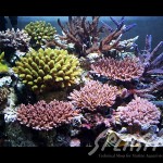 武田様　1500×600×600オーバーフロー水槽