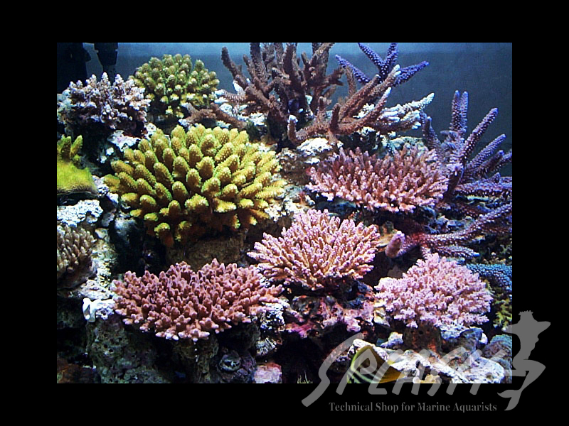 武田様　1500×600×600オーバーフロー水槽