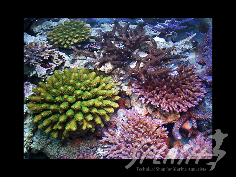 武田様　1500×600×600オーバーフロー水槽