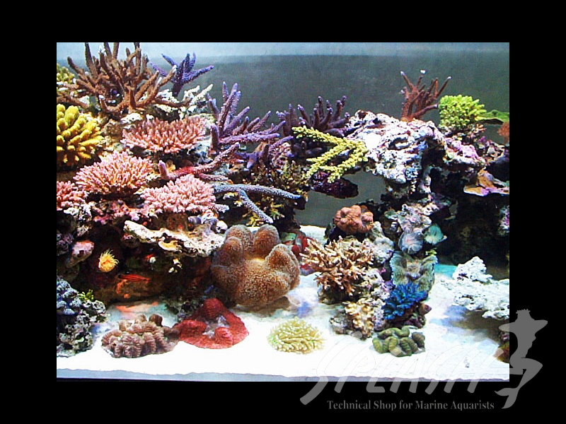 武田様　1500×600×600オーバーフロー水槽