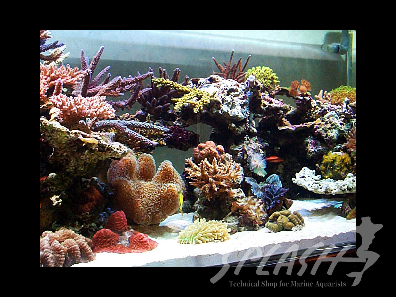 武田様　1500×600×600オーバーフロー水槽