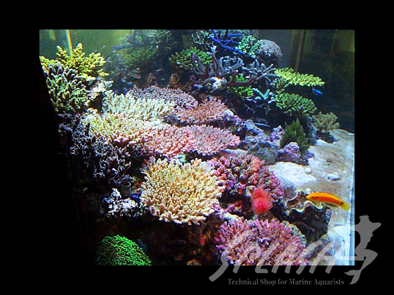 武田様　1500×600×600オーバーフロー水槽