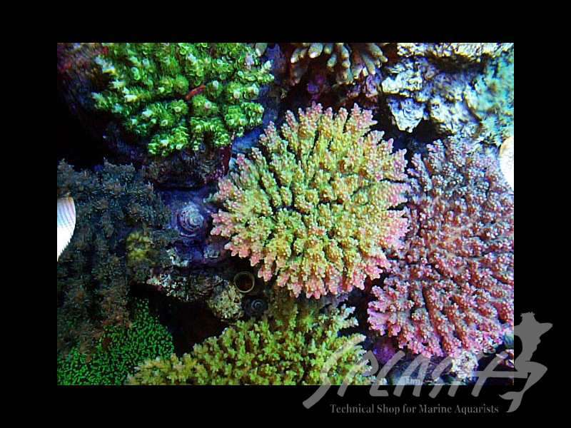 武田様　1500×600×600オーバーフロー水槽