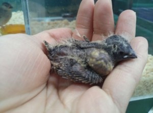 i-キンカチョウ