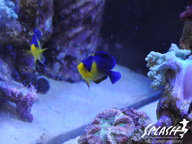 スミレヤッコ、ライブロック入荷中!ミドリイシ、LPS、ソフトコーラル!