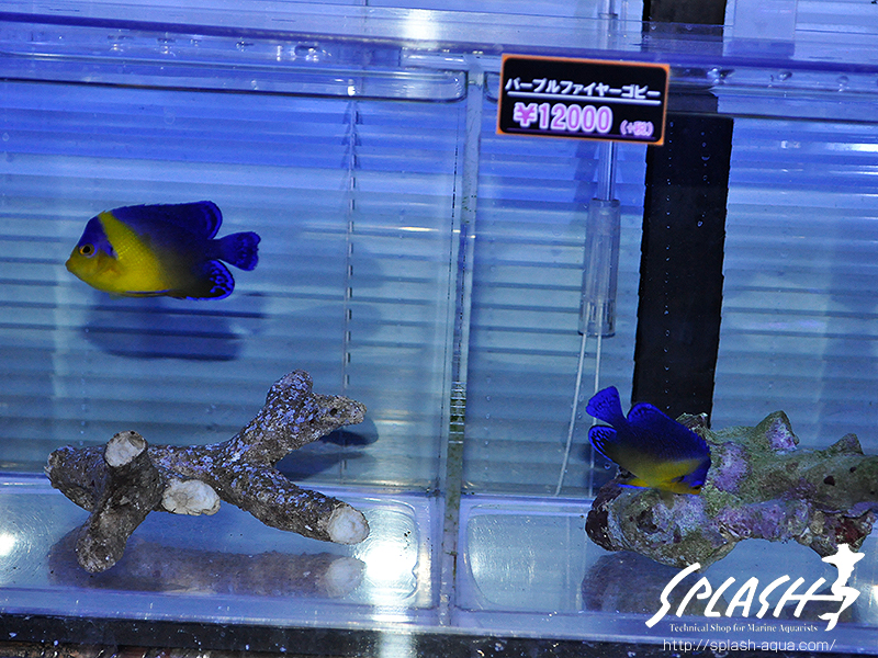 スミレヤッコ、ライブロック入荷中!ミドリイシ、LPS、ソフトコーラル!