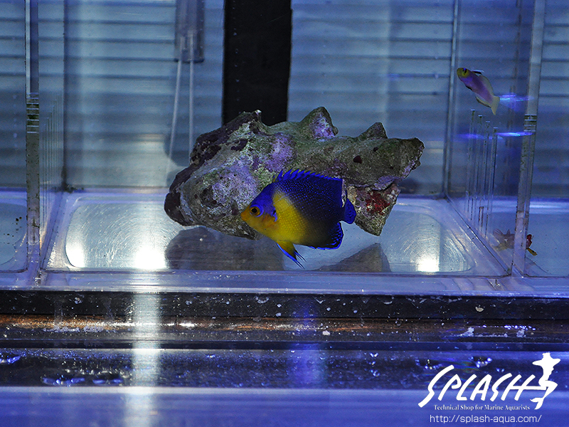 スミレヤッコ、ライブロック入荷中!ミドリイシ、LPS、ソフトコーラル!