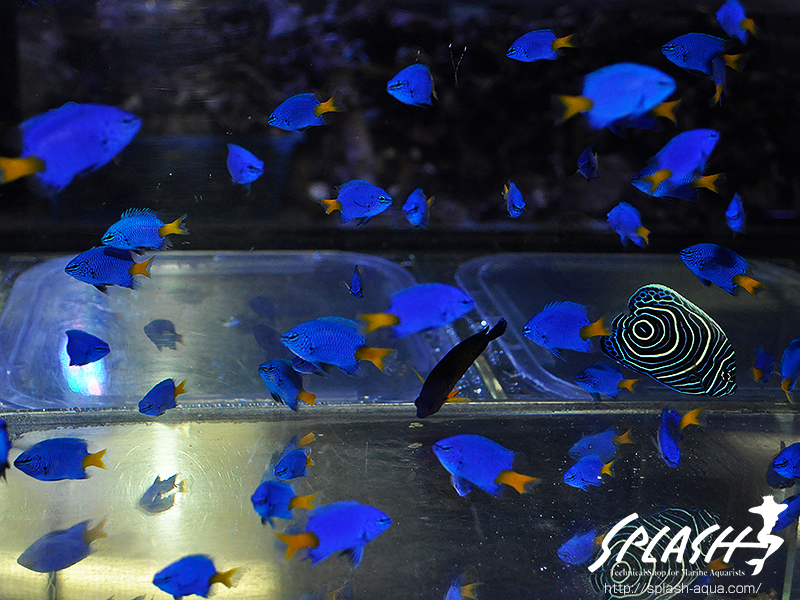 スミレヤッコ、ライブロック入荷中!ミドリイシ、LPS、ソフトコーラル!