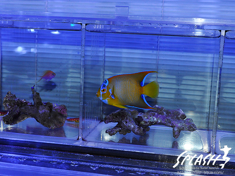 スミレヤッコ、ライブロック入荷中!ミドリイシ、LPS、ソフトコーラル!