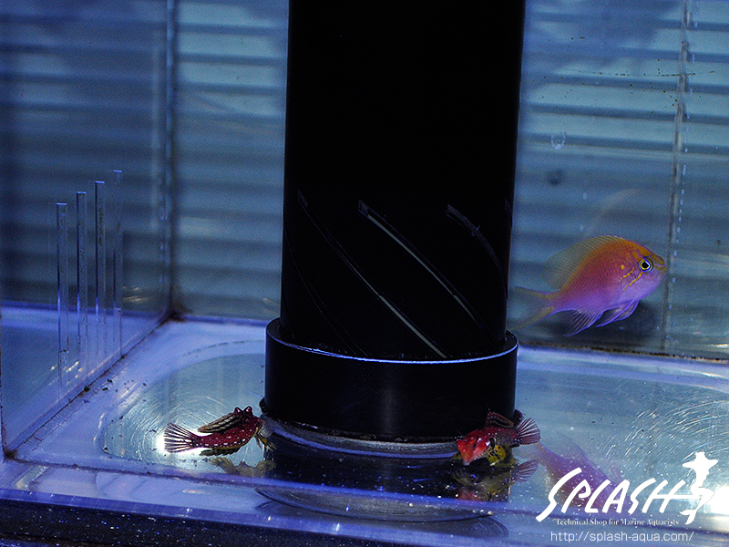 スミレヤッコ、ライブロック入荷中!ミドリイシ、LPS、ソフトコーラル!