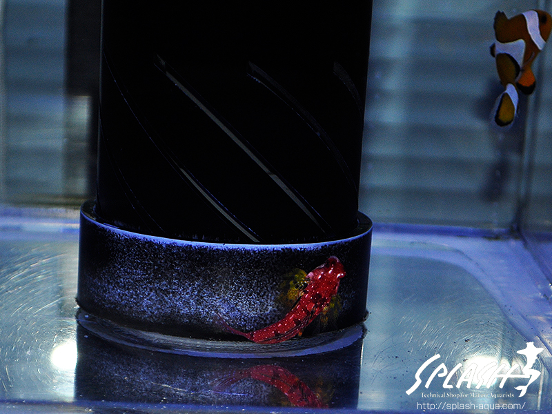 スミレヤッコ、ライブロック入荷中!ミドリイシ、LPS、ソフトコーラル!