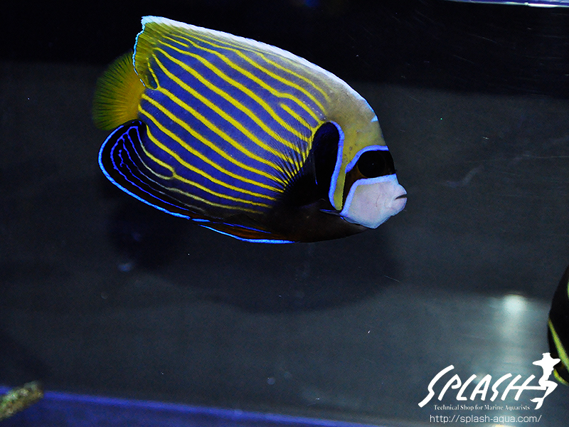 スミレヤッコ、ライブロック入荷中!ミドリイシ、LPS、ソフトコーラル!