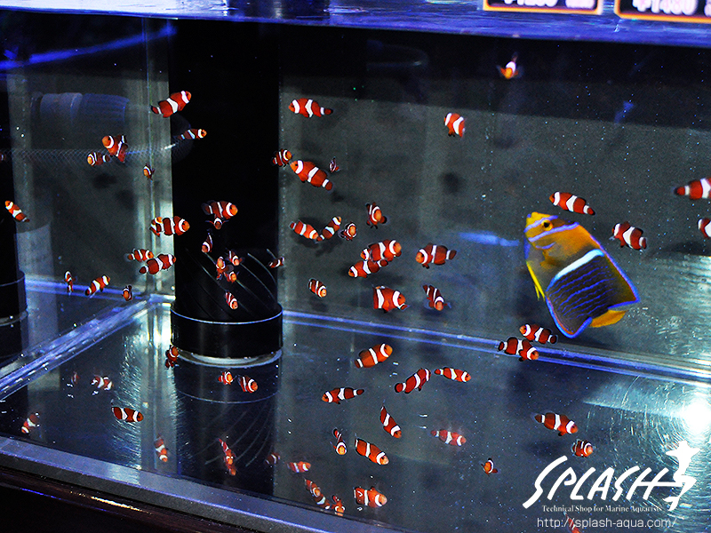 スミレヤッコ、ライブロック入荷中!ミドリイシ、LPS、ソフトコーラル!