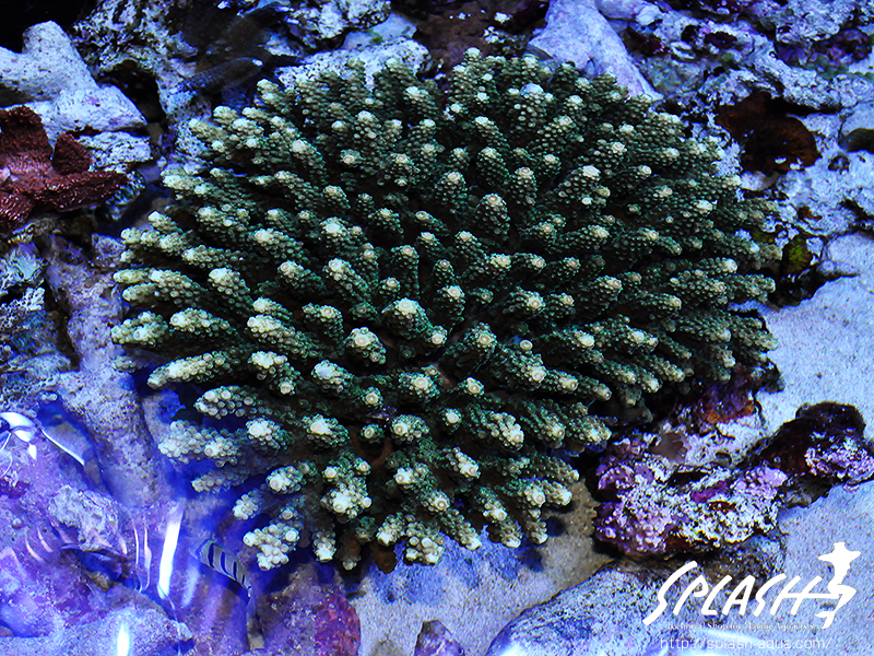 スミレヤッコ、ライブロック入荷中!ミドリイシ、LPS、ソフトコーラル!