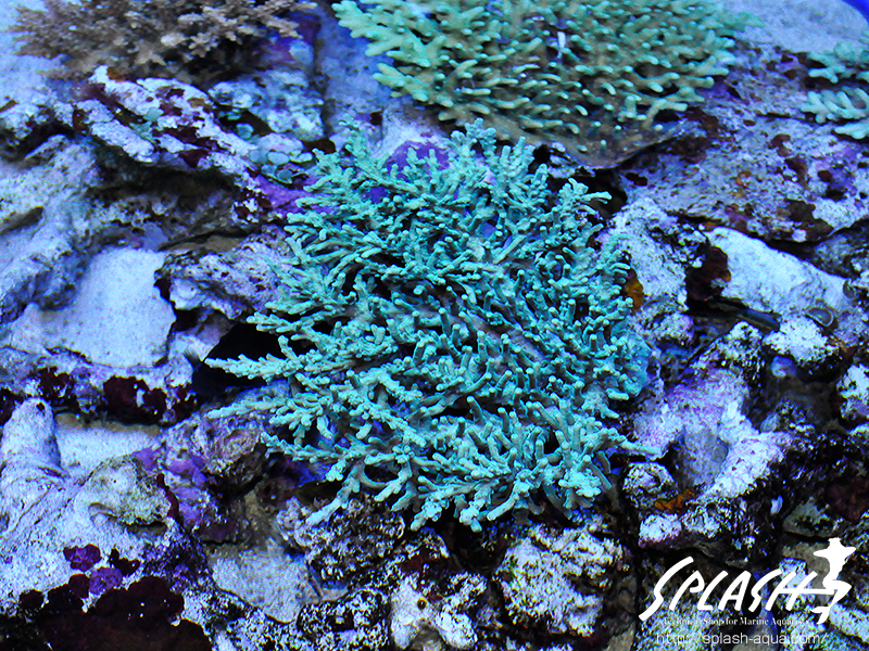 スミレヤッコ、ライブロック入荷中!ミドリイシ、LPS、ソフトコーラル!