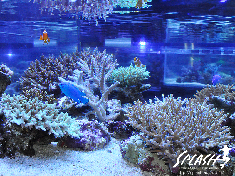 スミレヤッコ、ライブロック入荷中!ミドリイシ、LPS、ソフトコーラル!