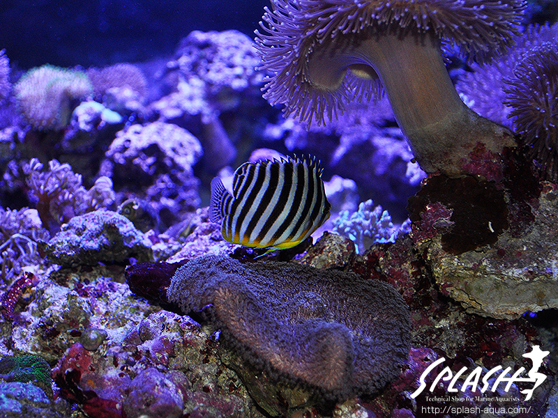 スミレヤッコ、ライブロック入荷中!ミドリイシ、LPS、ソフトコーラル!