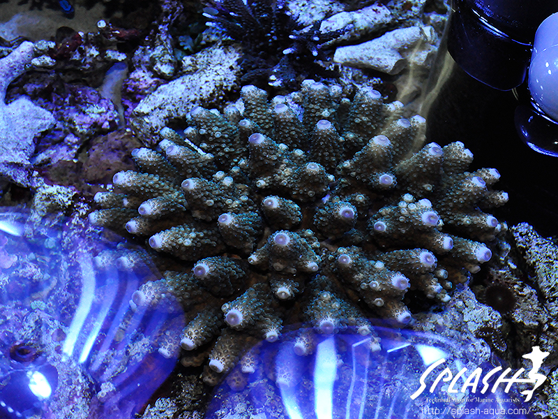 スミレヤッコ、ライブロック入荷中!ミドリイシ、LPS、ソフトコーラル!