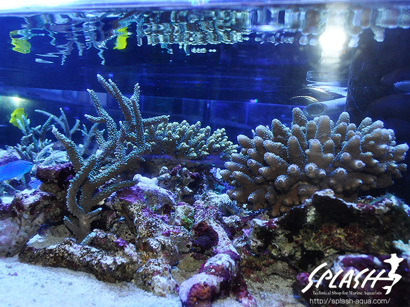 スミレヤッコ、ライブロック入荷中!ミドリイシ、LPS、ソフトコーラル!