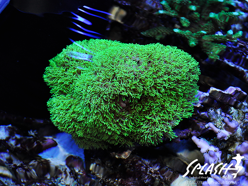 スミレヤッコ、ライブロック入荷中!ミドリイシ、LPS、ソフトコーラル!