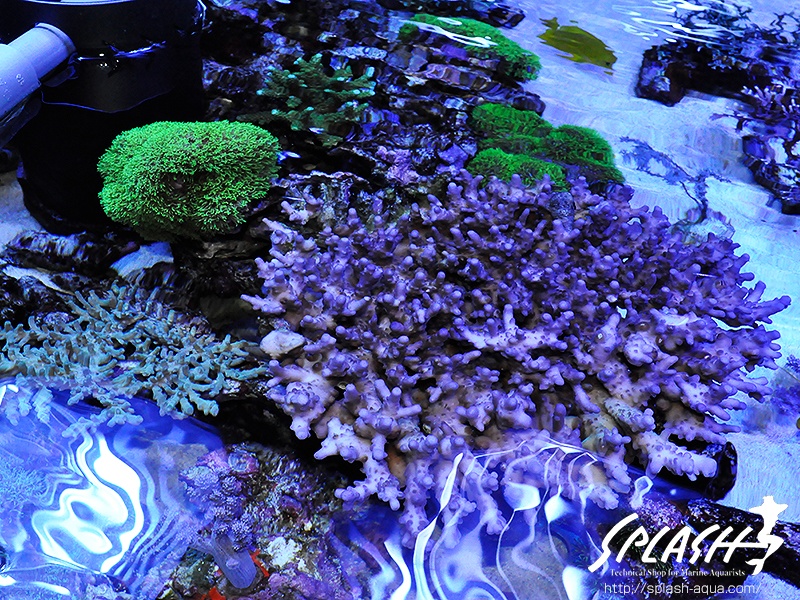 スミレヤッコ、ライブロック入荷中!ミドリイシ、LPS、ソフトコーラル!