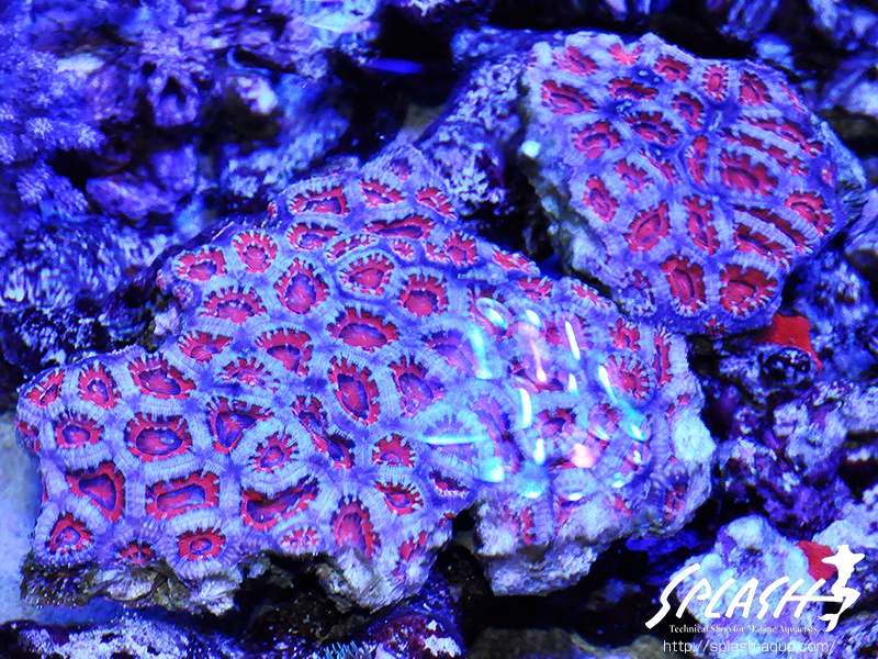 スミレヤッコ、ライブロック入荷中!ミドリイシ、LPS、ソフトコーラル!