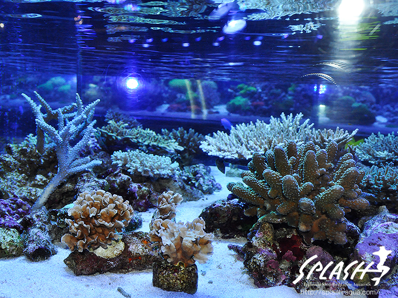 スミレヤッコ、ライブロック入荷中!ミドリイシ、LPS、ソフトコーラル!