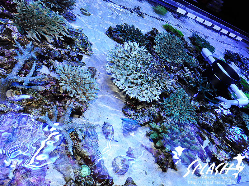 スミレヤッコ、ライブロック入荷中!ミドリイシ、LPS、ソフトコーラル!