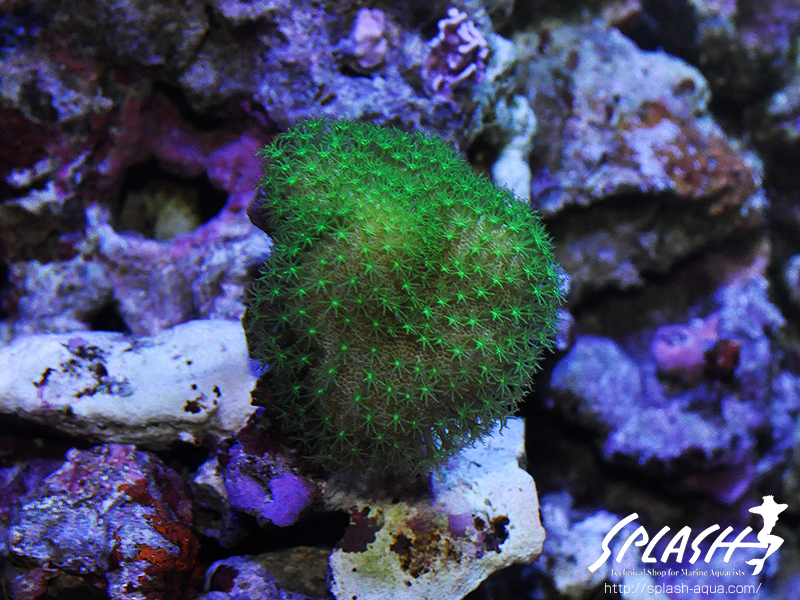 スミレヤッコ、ライブロック入荷中!ミドリイシ、LPS、ソフトコーラル!