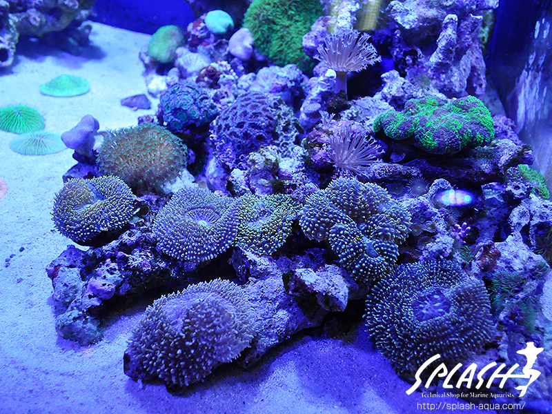 スミレヤッコ、ライブロック入荷中!ミドリイシ、LPS、ソフトコーラル!