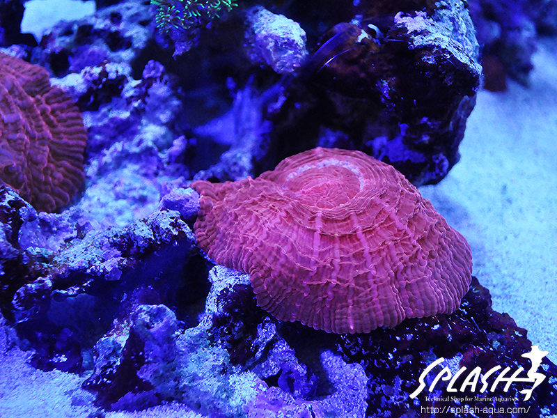 スミレヤッコ、ライブロック入荷中!ミドリイシ、LPS、ソフトコーラル!