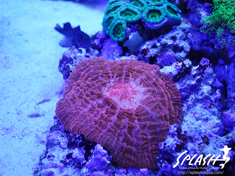 スミレヤッコ、ライブロック入荷中!ミドリイシ、LPS、ソフトコーラル!