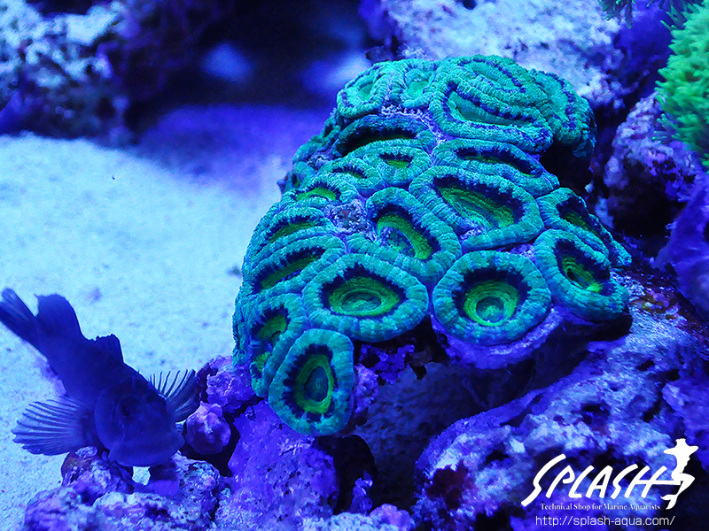 スミレヤッコ、ライブロック入荷中!ミドリイシ、LPS、ソフトコーラル!