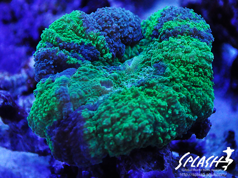 スミレヤッコ、ライブロック入荷中!ミドリイシ、LPS、ソフトコーラル!