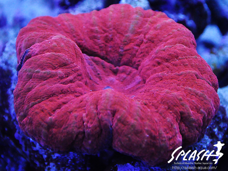 スミレヤッコ、ライブロック入荷中!ミドリイシ、LPS、ソフトコーラル!