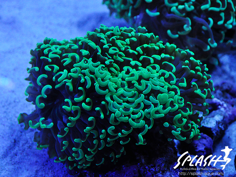 スミレヤッコ、ライブロック入荷中!ミドリイシ、LPS、ソフトコーラル!