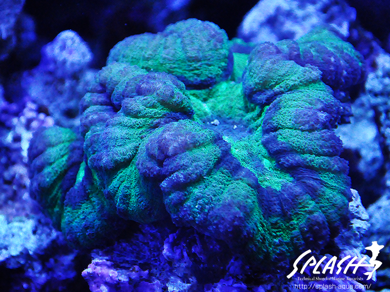 スミレヤッコ、ライブロック入荷中!ミドリイシ、LPS、ソフトコーラル!