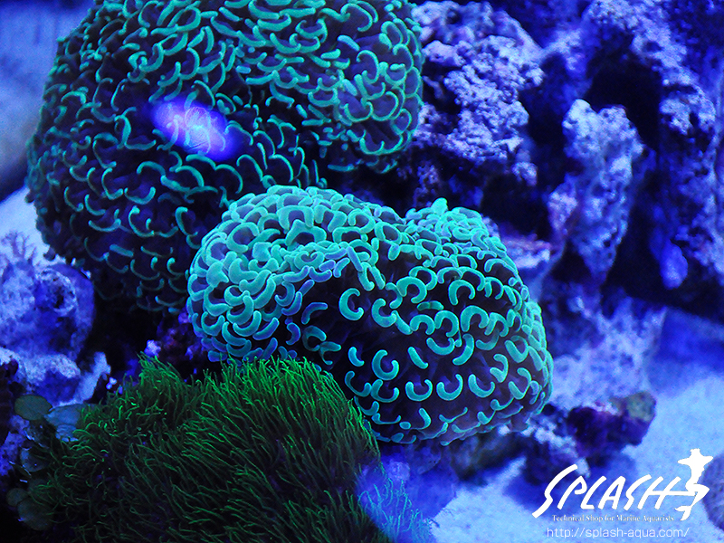 スミレヤッコ、ライブロック入荷中!ミドリイシ、LPS、ソフトコーラル!