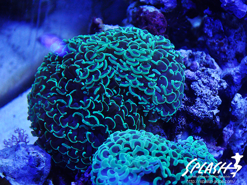 スミレヤッコ、ライブロック入荷中!ミドリイシ、LPS、ソフトコーラル!