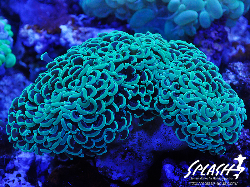 スミレヤッコ、ライブロック入荷中!ミドリイシ、LPS、ソフトコーラル!