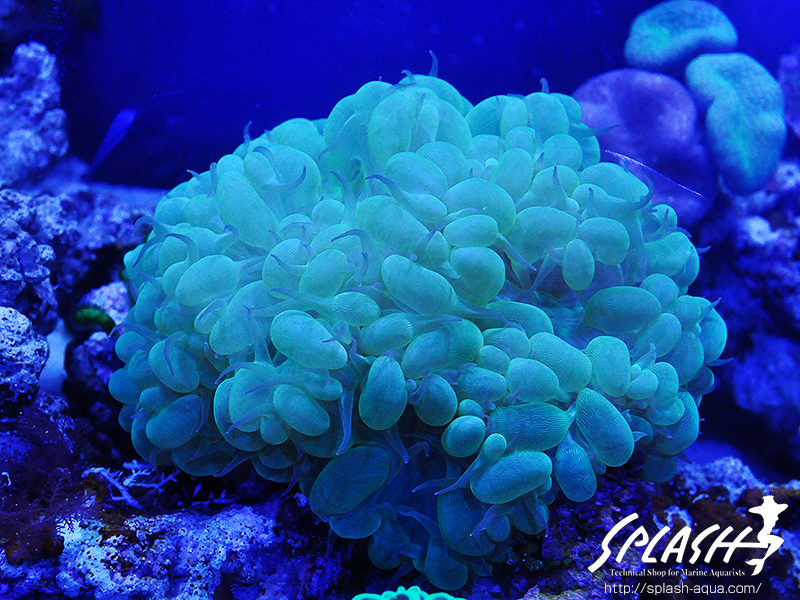 スミレヤッコ、ライブロック入荷中!ミドリイシ、LPS、ソフトコーラル!